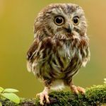 Постер игры Животные Скрытые Звезды