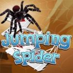 Картинка Jumping Spider