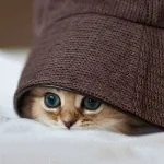 Найди Кота